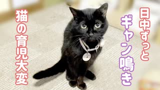 日中ずっとギャン鳴きする猫　人間の新生児育ててるみたいだよ