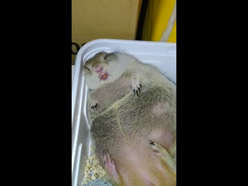自暴自棄になり暴飲暴食を繰り返した釣り生主の末路