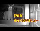 来なくなりました…【野良猫】