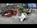 商店の前に子猫がいたのでナデナデしたら大人猫が横から割り込んで膝の上に乗ってきた