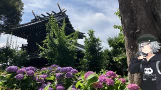 【白山神社】怒涛の紫陽花3,000株～ツーリング写真旅～【Cevio車載】