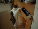 引き出しを開けるネコ