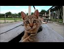 昼寝の時間にナカナカ寝付けない子猫がカメラを引張る姿が可愛過ぎる