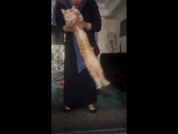 ホモと見る体が長すぎる猫