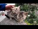 塀の上にいた子猫が可愛かったのでナデナデしようと近づいたら母猫がやって来た