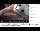 「【コミケC104】夏コミ会場からライブ配信【DAY2】」　③【2024/8/12】
