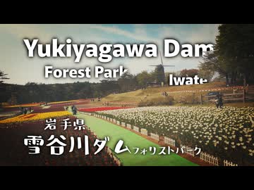 【岩手ドライブ】雪谷川ダムフォリストパーク｜風車×チューリップ！オランダ気分を味わえる公園【CR-Z車載】