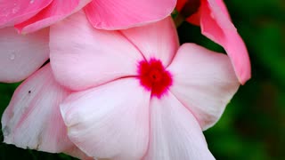 日々草の花