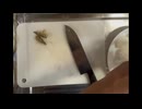 くるまえび　車海老　寿司　踊り　ネギを乗せて