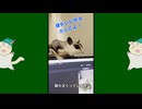 【 #フクロモモンガ 】逃走中！【 #おはモモンガ 】