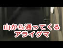アライグマNO9（山から通ってくるアライグマ）
