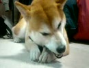 ガムをひたすらかじる