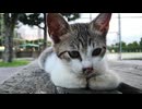 公園で寝ていた子猫