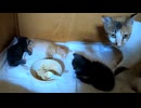 母乳を飲んで寝ている子猫に離乳食を近づけてみたら…かわいかった