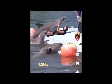 撮影中にイルカがやらかす