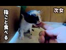 初は突然やってきた！ついに子猫が離乳食たべた「寝起きの勢いで食べる」