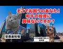 【和牛商法】牛の投資で大儲け！？日本最大の投資被害を生んだ安愚楽牧場 #猫マニ #猫ミーム