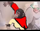 便所猿はにんきもの