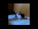 【ショート】相撲な子猫（チャオの空振り）