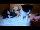 初めて離乳食を食べる子猫と、絶対食べない子猫