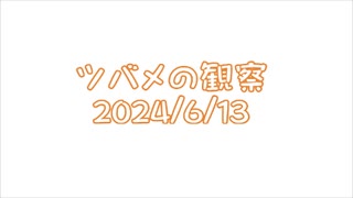 つばめの観察2024No018