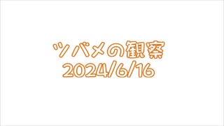 つばめの観察2024No019