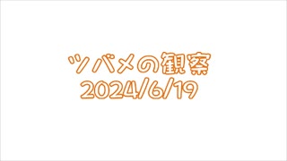 つばめの観察2024No020