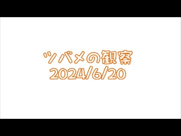 つばめの観察2024No021