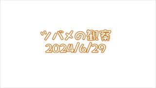 つばめの観察2024No022