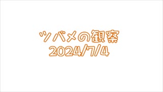 つばめの観察2024No023