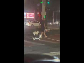 ホモと見る散歩をサボる犬