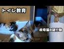 子猫にトイレ教育したら…母猫が不思議そう「叔母猫は新しいトイレで謎の行動」