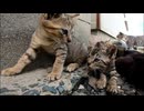 野良猫大家族の子猫達が可愛過ぎる