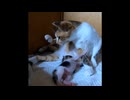 【ショート】母乳満タンを止められた子猫（次女）