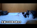 おしっこしたの誰？トイレの砂をかいてたら子猫が覗きに来て可愛かった【生後28日目の終わり】