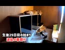 初トイレに興味津々の子猫たち「その様子に叔母猫も興味津々」【生後29日目の始まり】