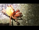 10秒に１匹カニ捕れて草