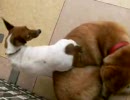 しりにしかれるいぬ