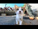 近所の大人猫が撫でられるのを陰から見ていた子猫がカワイイ
