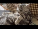 毛繕いlong? 環境音注意