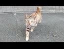カメラに頭突きをしながら野良猫が寄ってきた。続いて子猫もモフられに来た