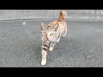 カメラに頭突きをしながら野良猫が寄ってきた。続いて子猫もモフられに来た