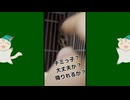 【 #フクロモモンガ 】赤ちゃんだから降りれないの！【 #おはモモンガ 】 #フクモモ #癒し #モグモグ