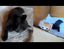 みんなが遊んでる中、白目で寝る子猫がかわいい