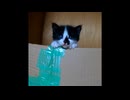 【ショート】ハートかスペードの鼻を持つ子猫