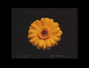 【ニコカラ】花の名残り【off vocal】[＋3]