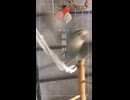 20240823/コザクラインコのチャーちゃん/本日のより