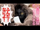心臓病の黒猫、スネて珍妙生物になる