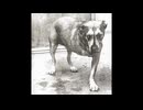 alice in chains