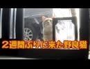 【野良猫】来客 多すぎ…【獣】